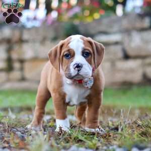 Miley, Beabull Puppy